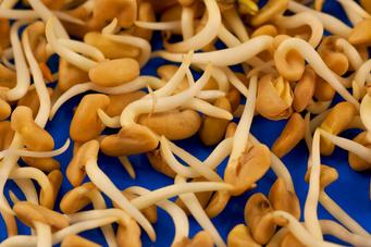 Fenugreek Seed Sprouts