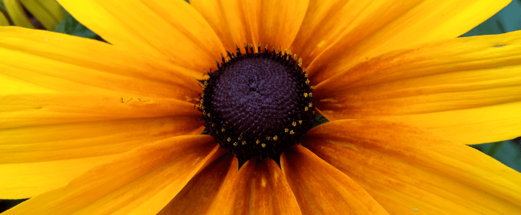 A close up of the center of an orange flower.