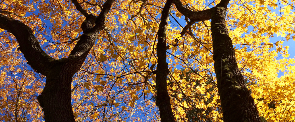 A tree with yellow leaves on it's branches.